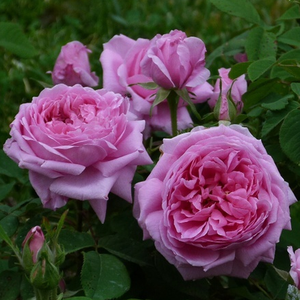 Jasny róż z ciemniejszą stroną wewnętrzną - róża portlandzka